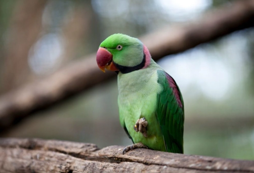 beginner friendly parrot beginner friendly parrot