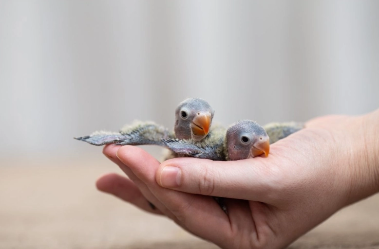 baby parrot care baby parrot care