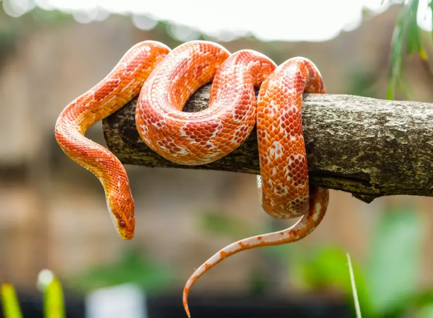 Corn snake feeding chart