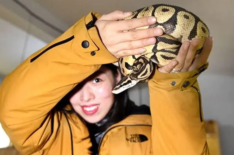 how often to feed ball python how often to feed ball python