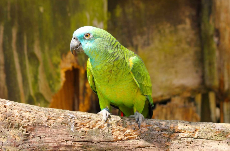 green parrot care