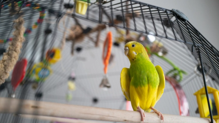 green parrot care