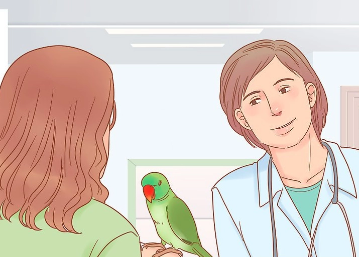 How to take care of a parrot for beginners