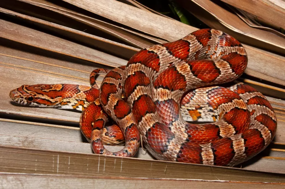 snake feeding schedule snake feeding schedule