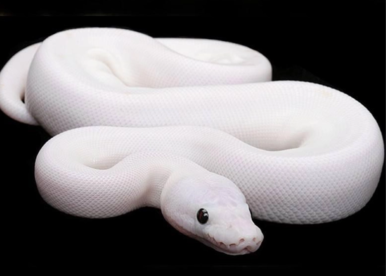 how much to feed a ball python