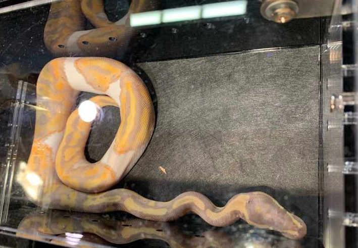 ball python feeding schedule ball python feeding schedule