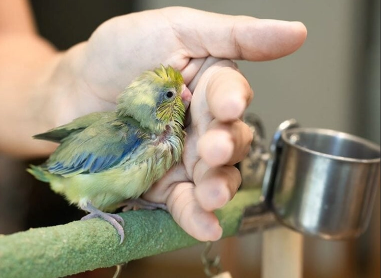 Baby parrot care guide