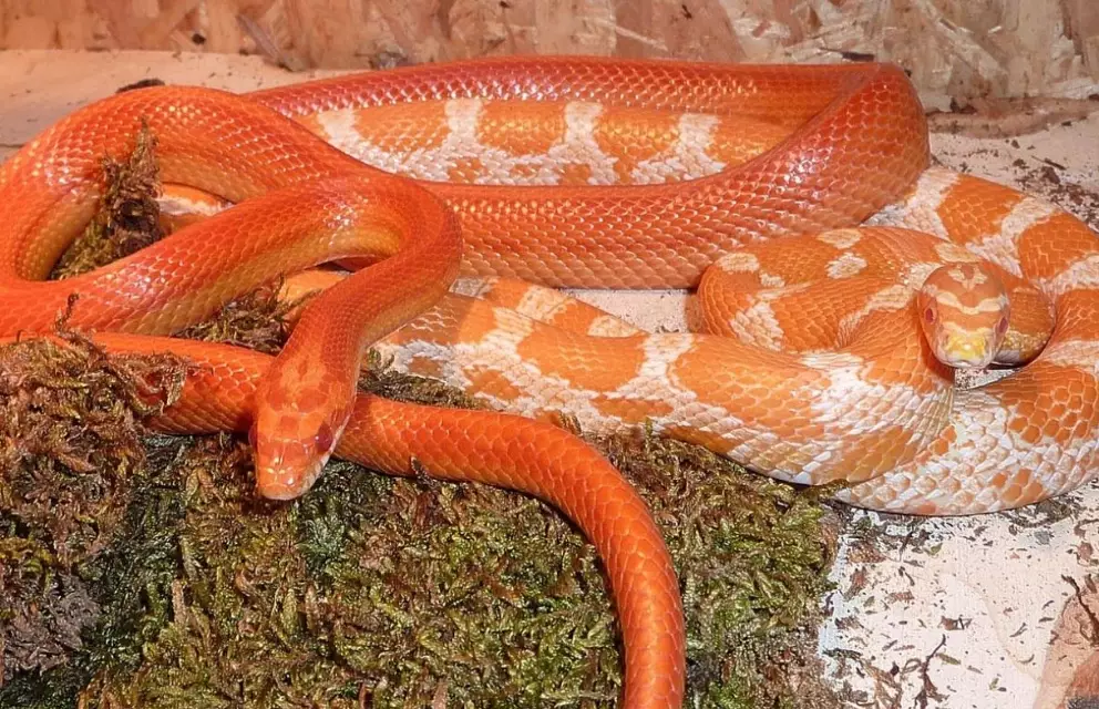 how often to feed a corn snake