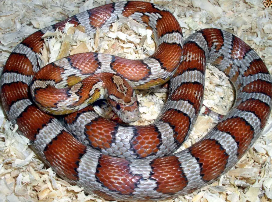 how often to feed a snake how often to feed a snake