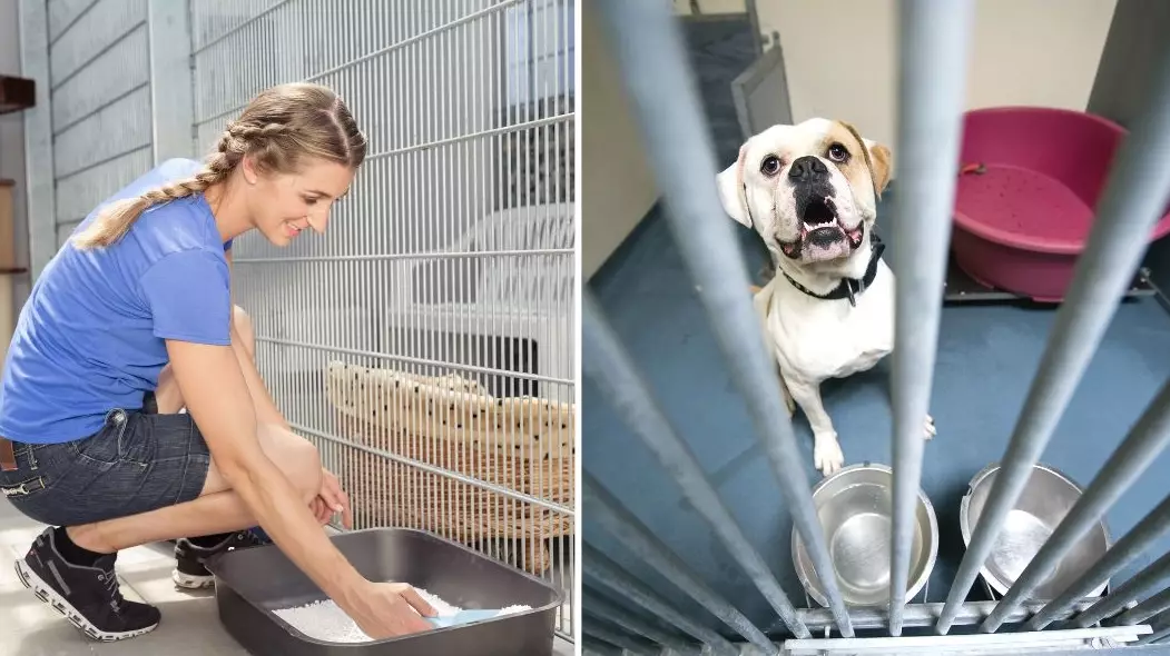 Can I get paid for working at an animal shelter?