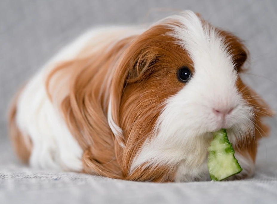 Pets to have at home