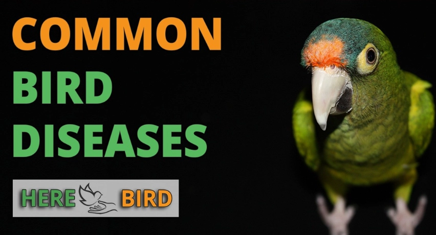 common bird diseases