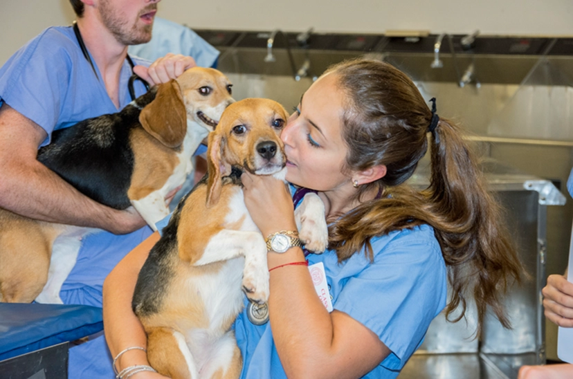 how to work with animals no experience how to work with animals no experience