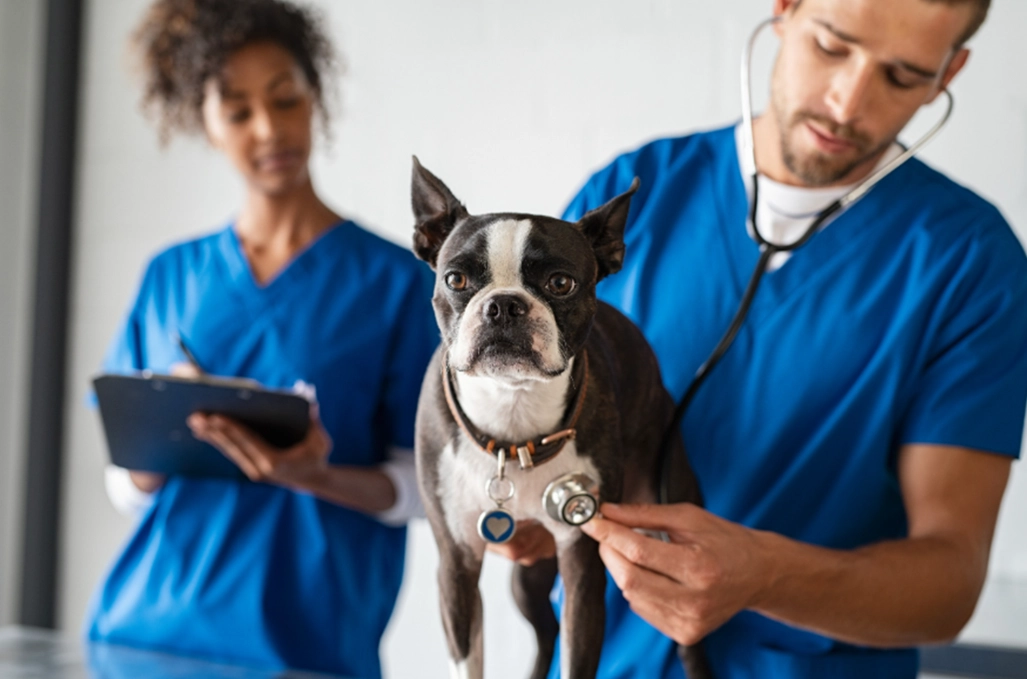 jobs working with animals