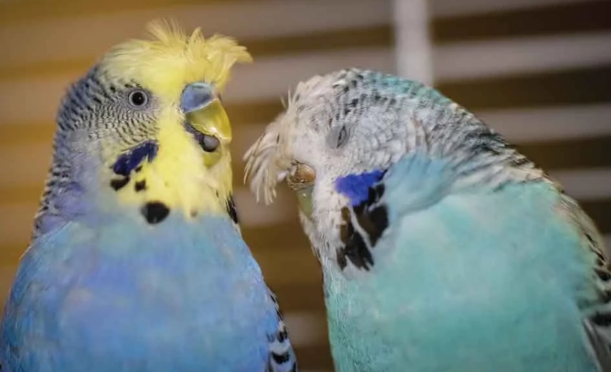 Bird diseases and symptoms