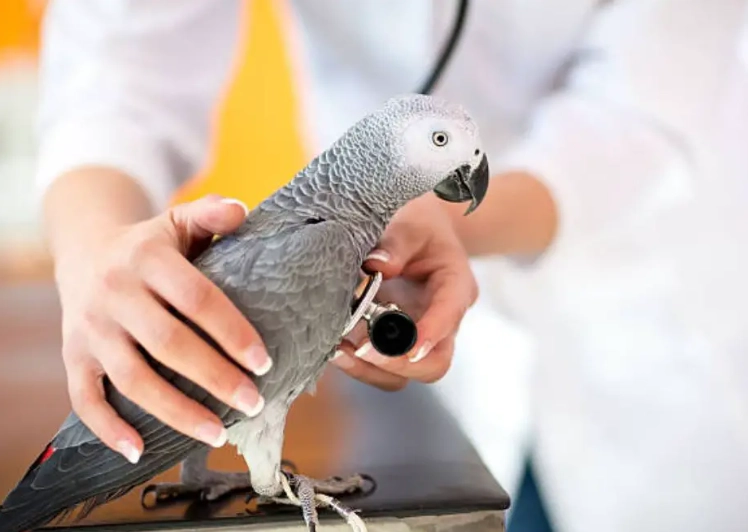 avian psittacosis
