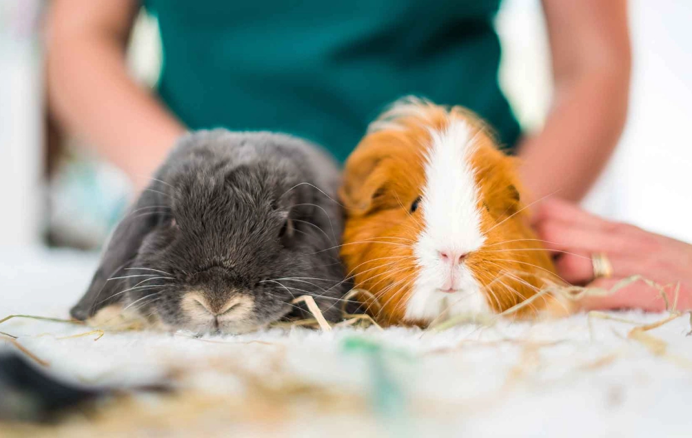 small animal care careers no experience small animal care careers no experience