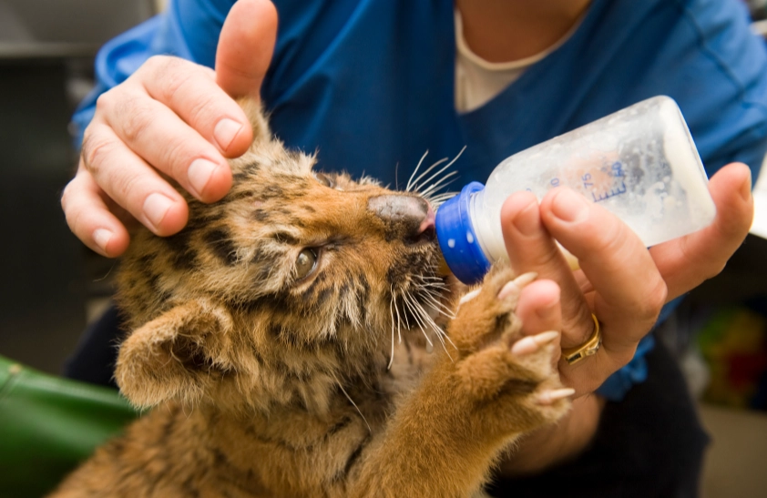 high paying animal jobs