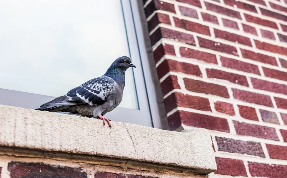 prevent bird diseases to humans