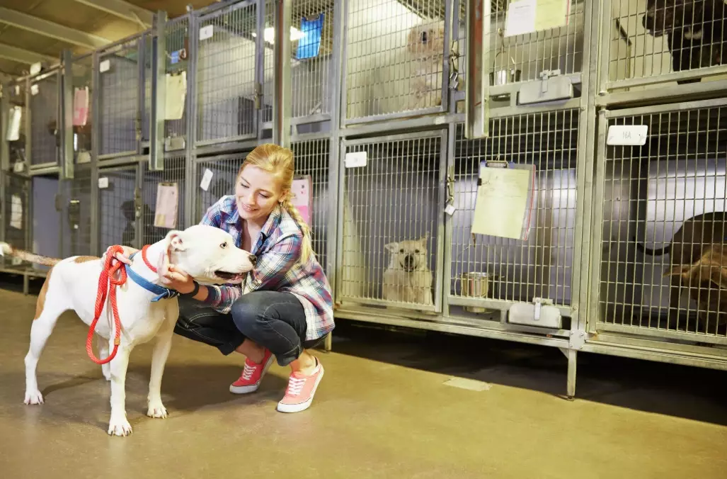 animal shelter careers animal shelter careers