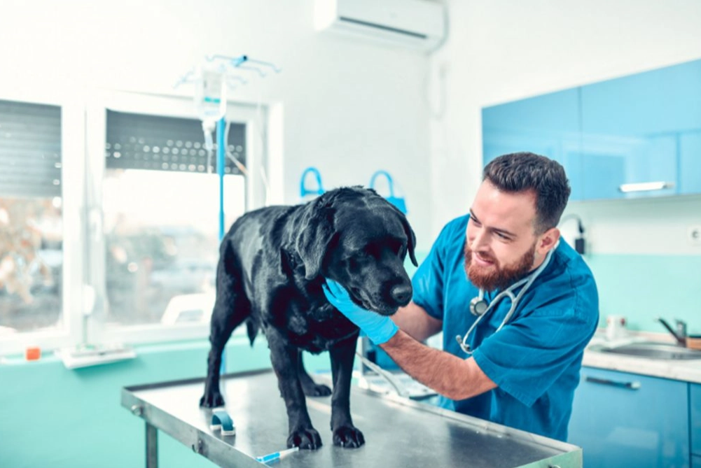 entry level animal care jobs