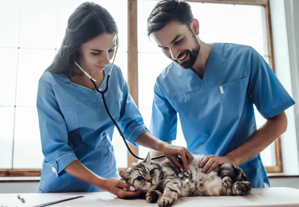 What jobs can you do in animal care?