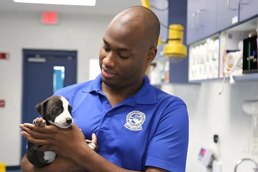 get paid to work with animals get paid to work with animals