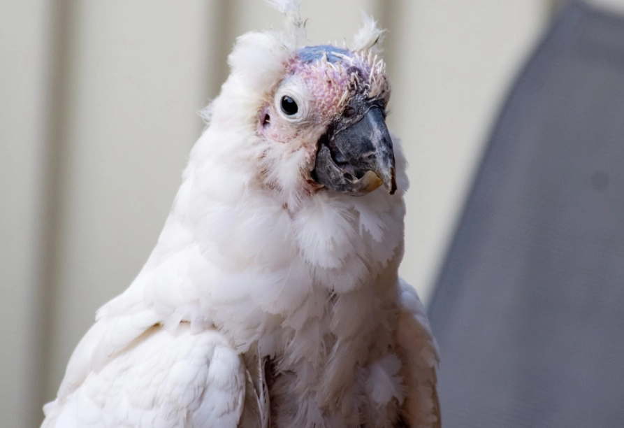 bird flu symptoms
