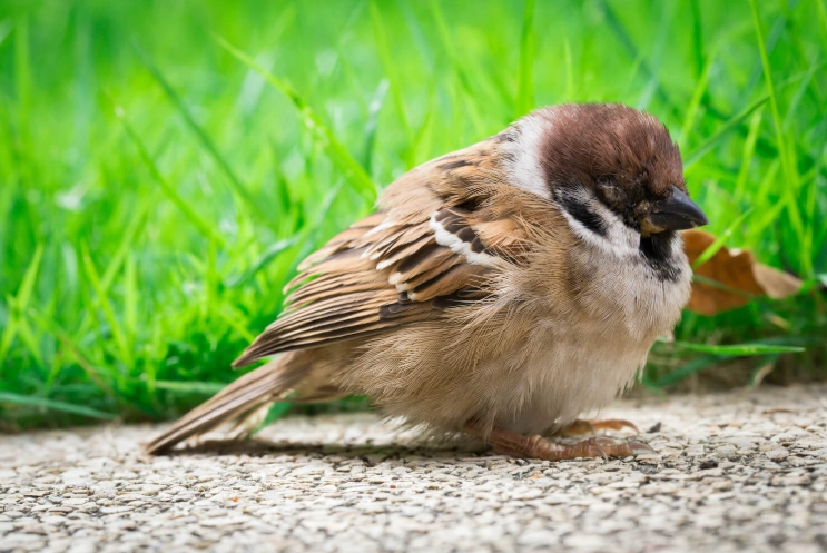 Bird diseases list