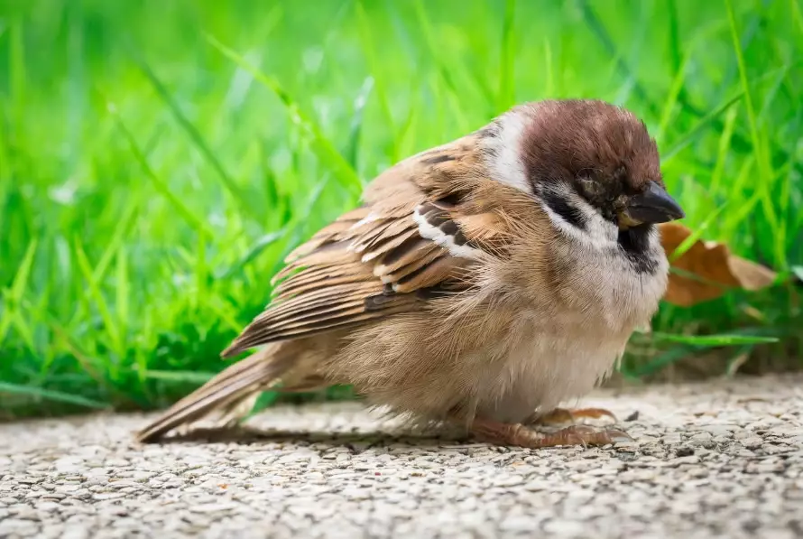 sick bird symptoms