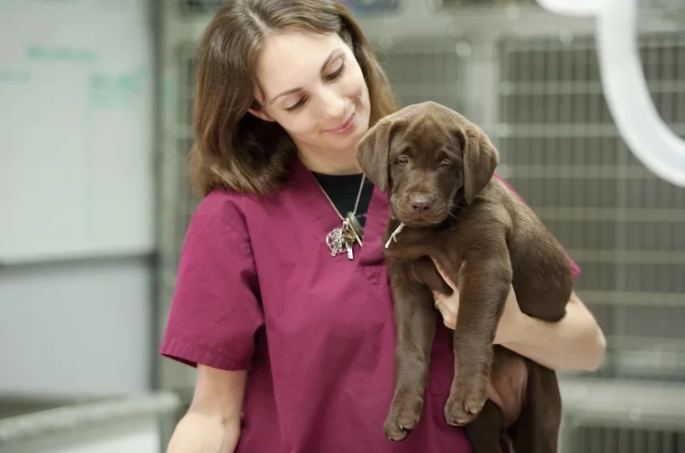 animal shelter jobs animal shelter jobs