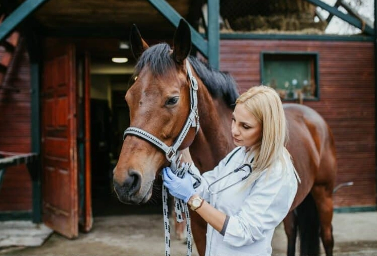 how to start an animal career