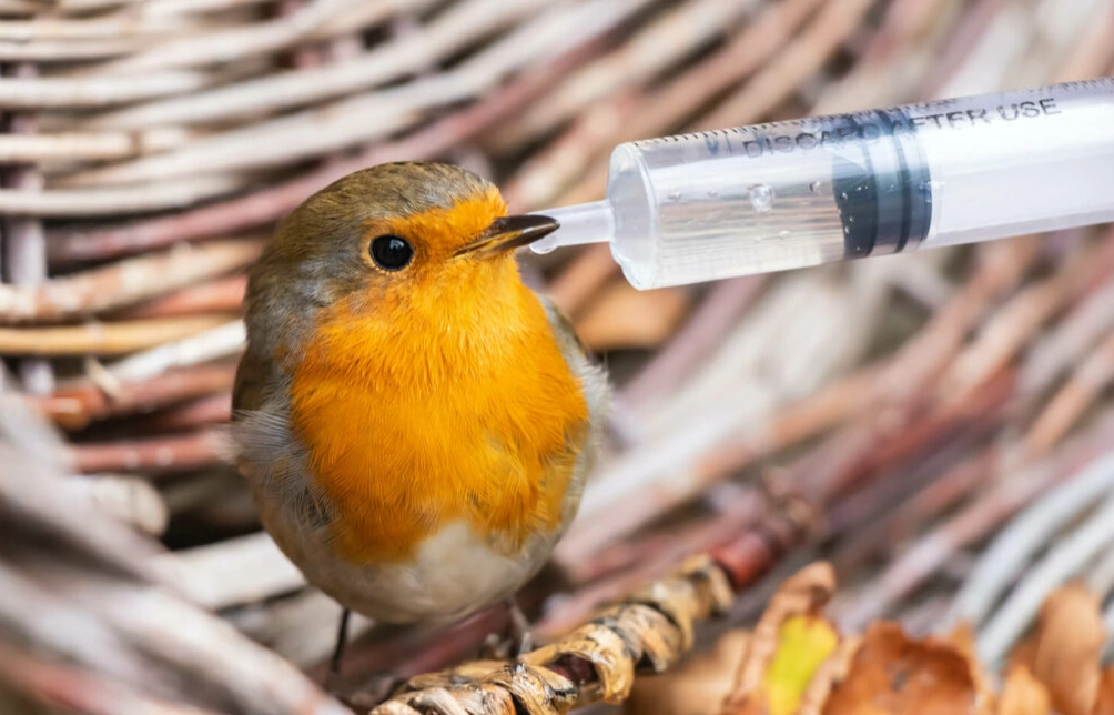 avian psittacosis
