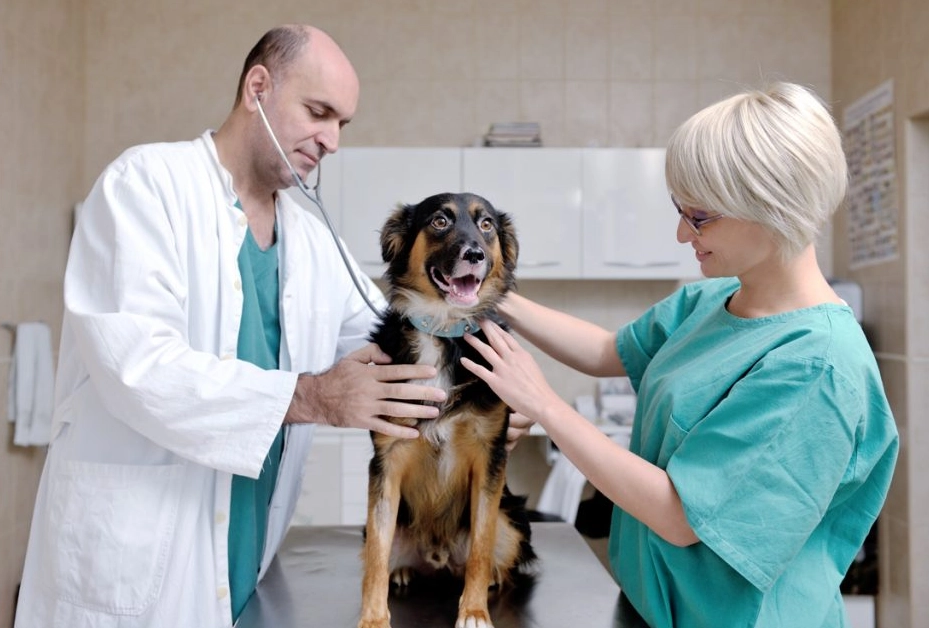 veterinarian veterinarian