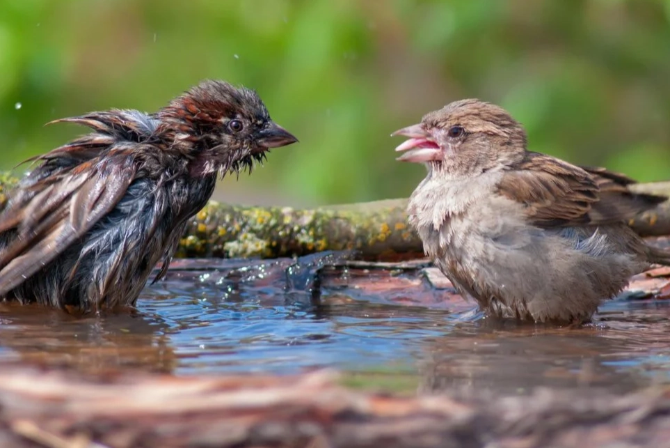 common bird diseases