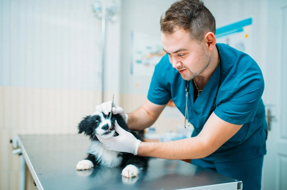 entry level animal care jobs entry level animal care jobs