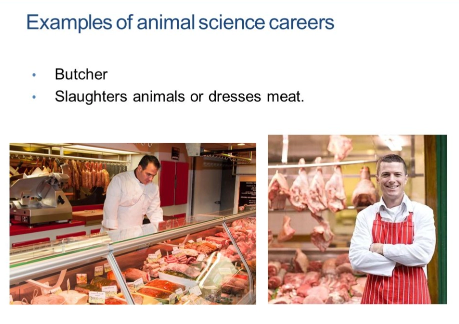 animal careers list
