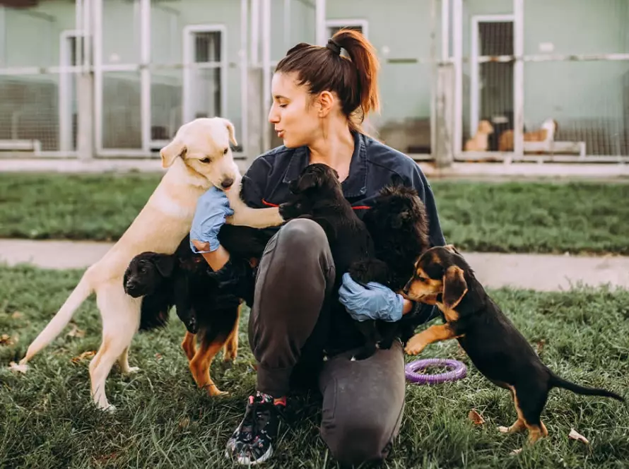get paid to work with animals get paid to work with animals