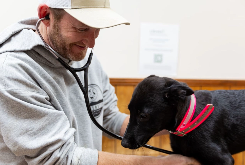 how to work with animals no experience how to work with animals no experience