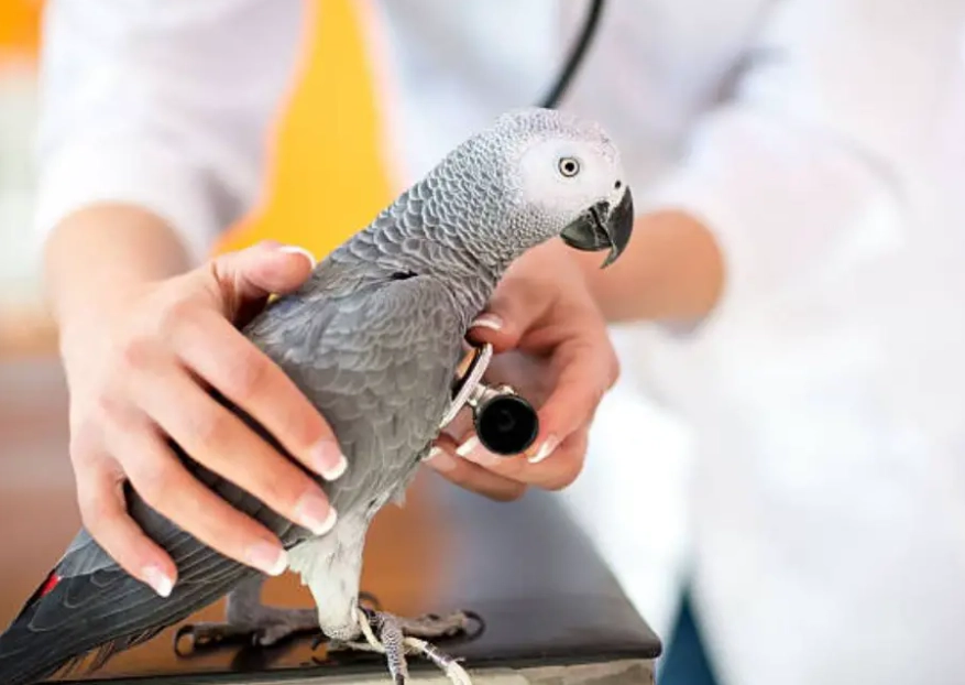 bird illness treatment