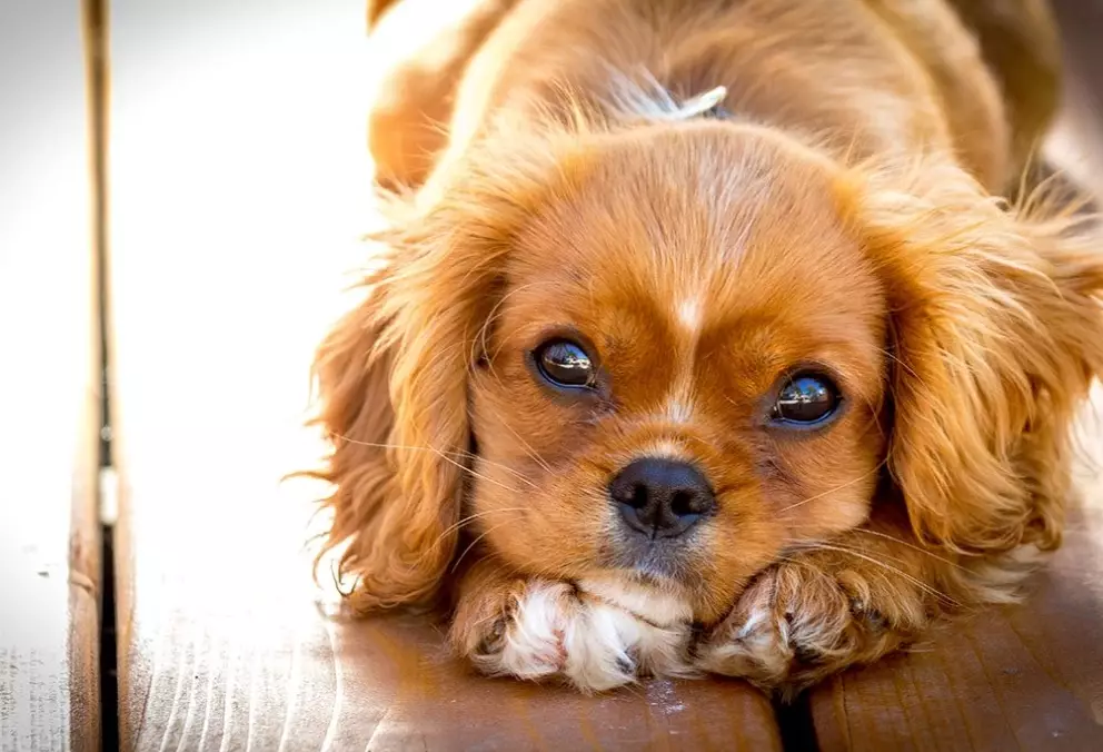 low maintenance pets