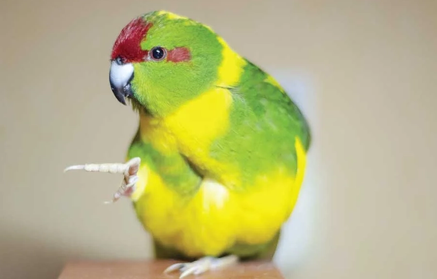 bird flu symptoms