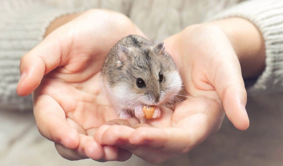 adult-friendly pocket pets