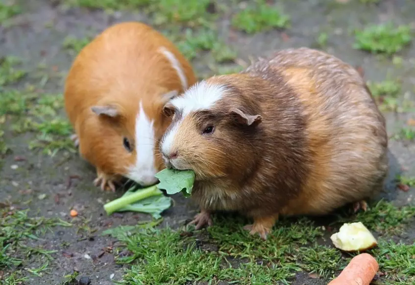 easy care affectionate pets