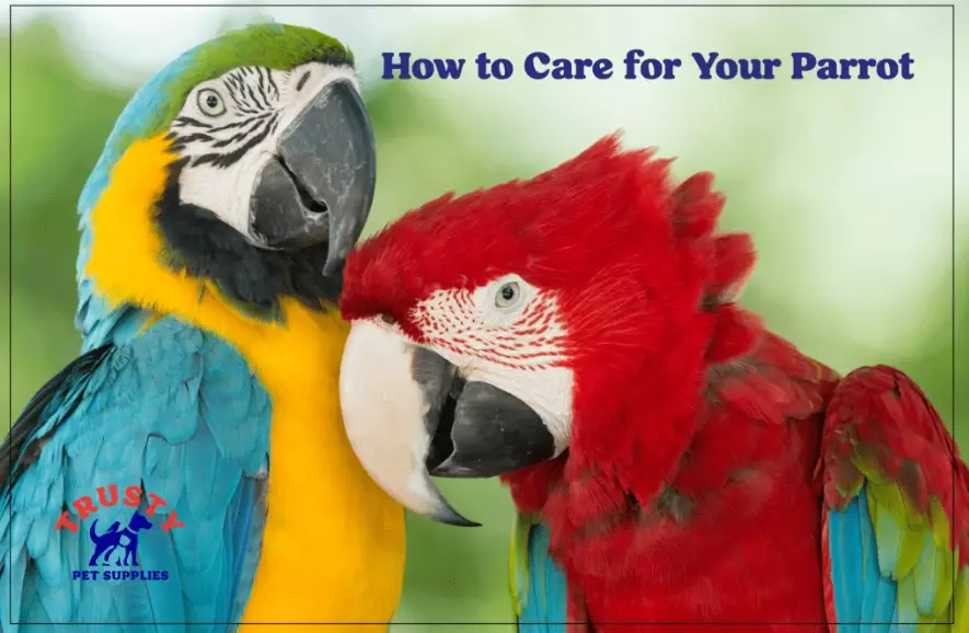 parrot care for beginners