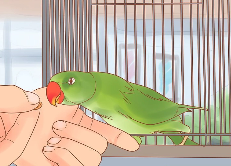 beginner parrot guide