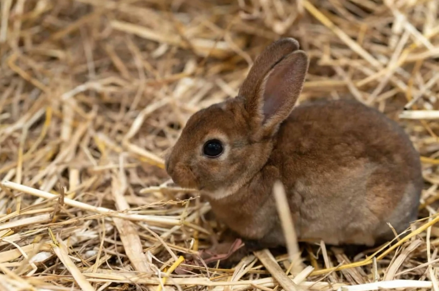 small pets for apartments