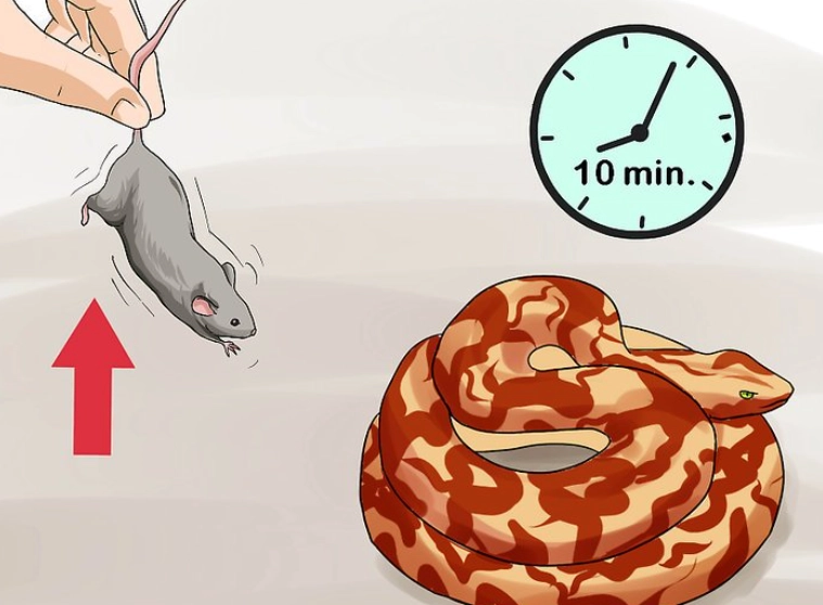 How do I know if I'm feeding my snake enough?