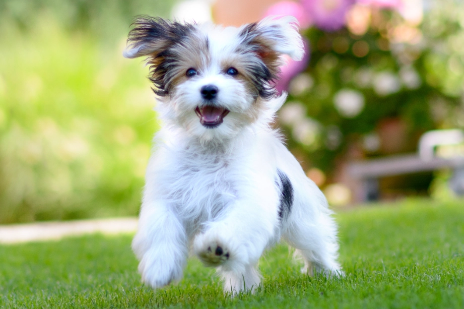 low maintenance small pets