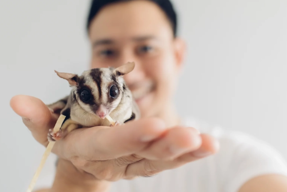 best pets for anxiety and depression